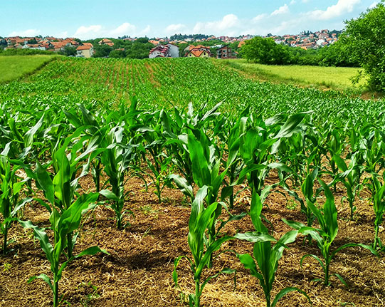 Agriculture Image