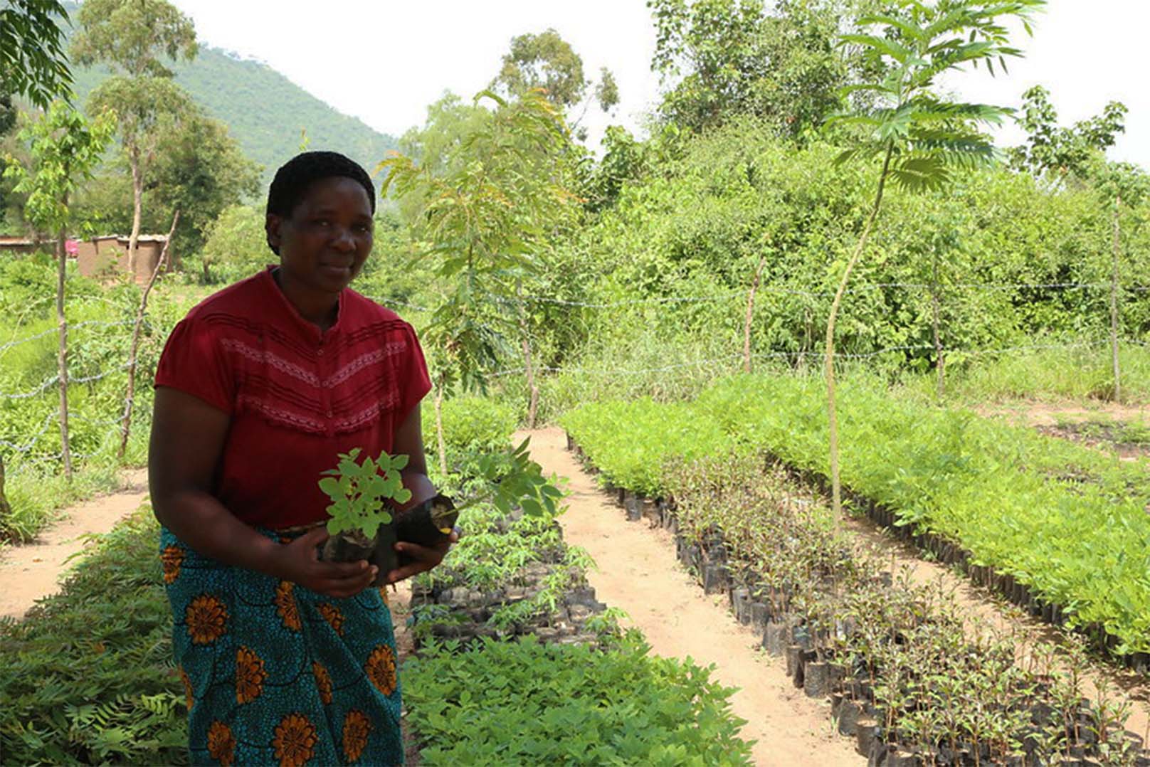 Sustainable Intensification of Key Farming Systems in the Sudano-Sahelian Zone of West Africa (AFRICA RISING)